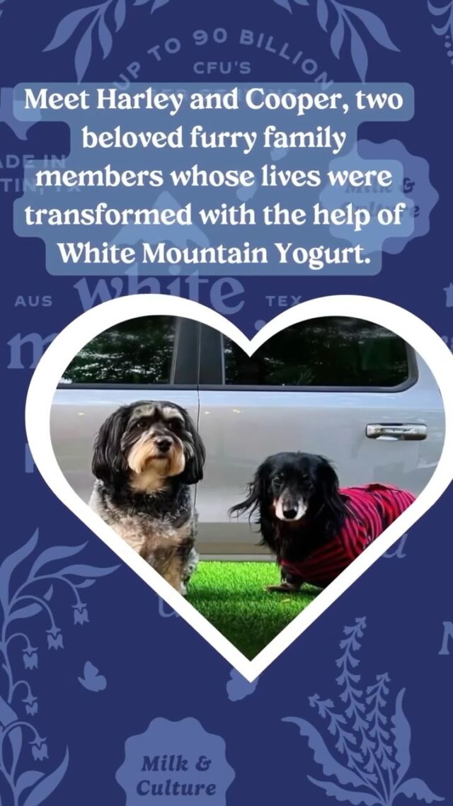 Natural Yogurt Recipes White Mountain Foods natural-yogurt-recipes-white-mountain-foods